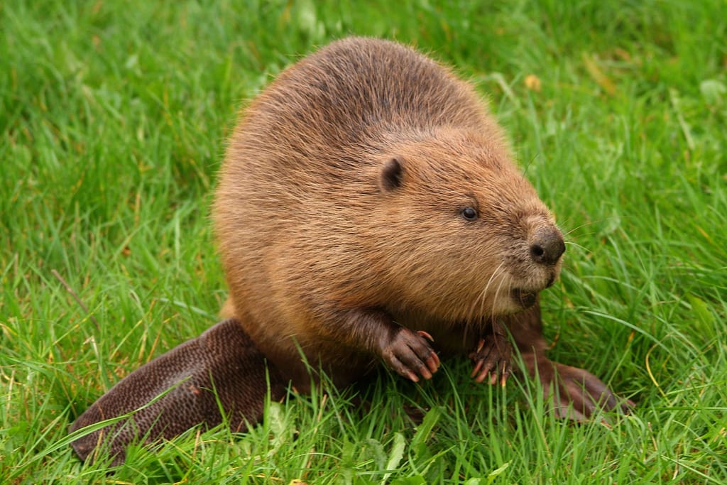 Captive British Eurasion Beaver